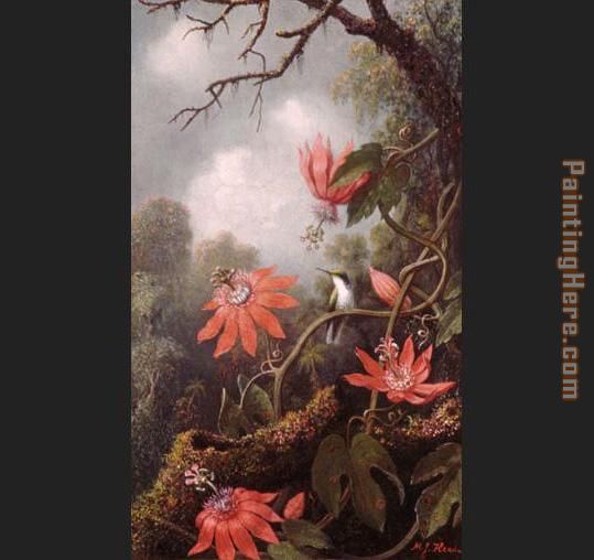 Hummingbird and Passionflowers painting - Martin Johnson Heade Hummingbird and Passionflowers art painting